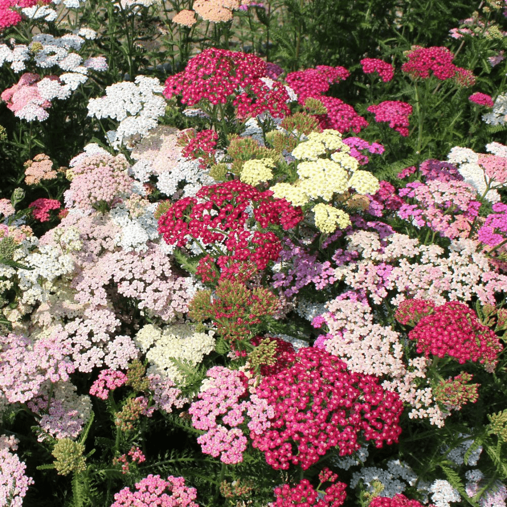 Des images de diff�rentes plantes